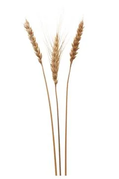 Wheat ears Stock Photos