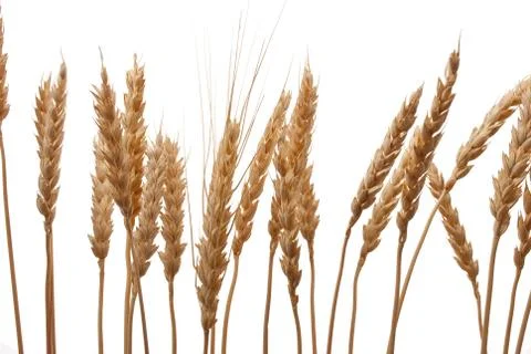 Wheat ears Stock Photos