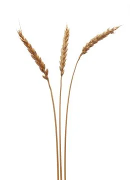 Wheat ears Stock Photos