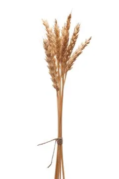 Wheat ears Stock Photos