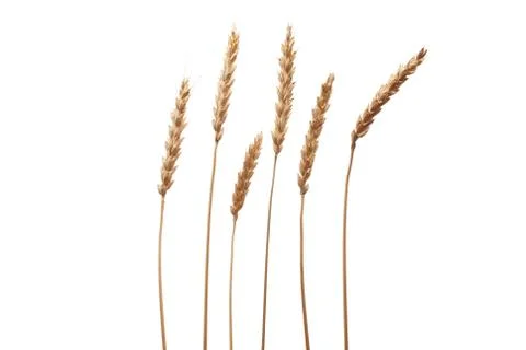 Wheat ears Stock Photos