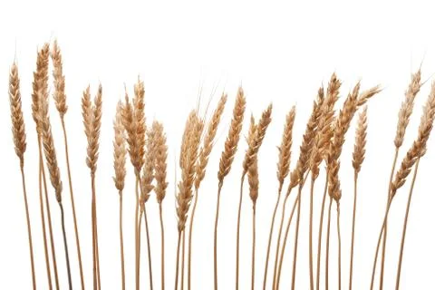 Wheat ears Stock Photos
