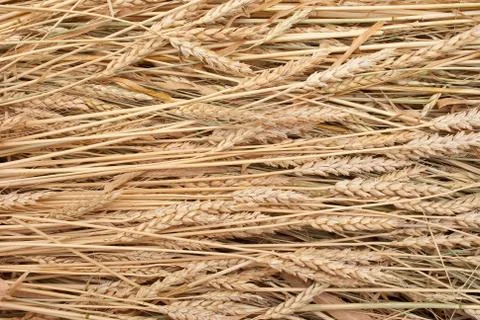 Wheat ears Stock Photos