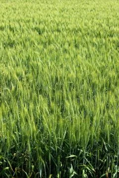 Wheat ears Stock Photos