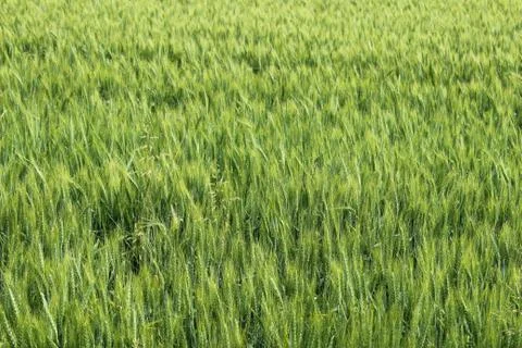 Wheat ears Stock Photos