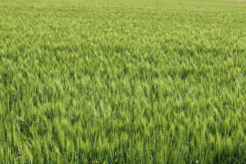Wheat ears Stock Photos