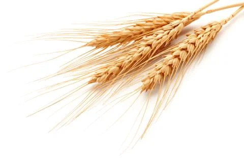 Wheat ears Stock Photos