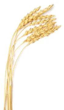 Wheat ears Stock Photos