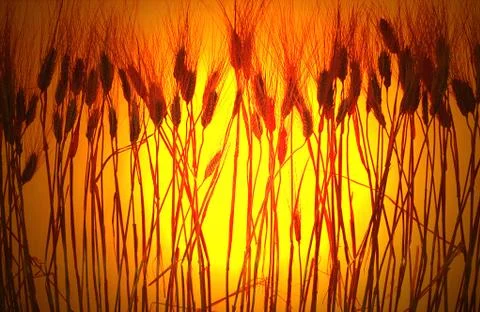 Wheat ears Stock Photos