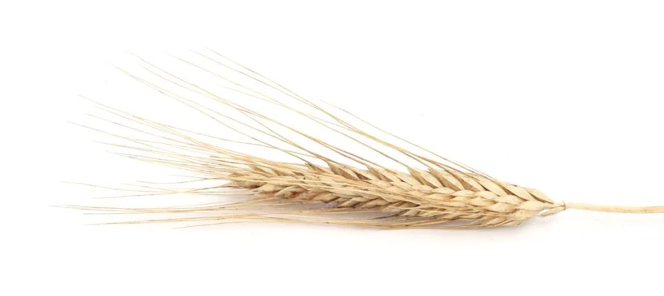 Wheat ears Stock Photos