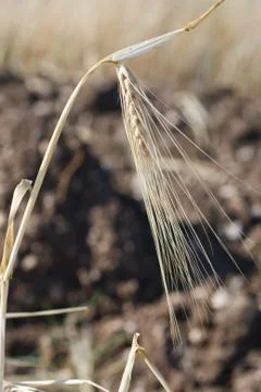 Wheat ears 스톡 사진