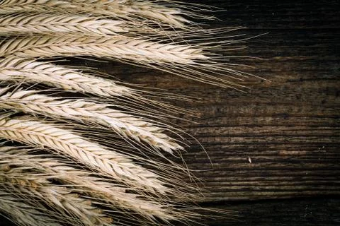 Wheat ears Stock Photos