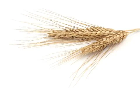 Wheat ears Stock Photos