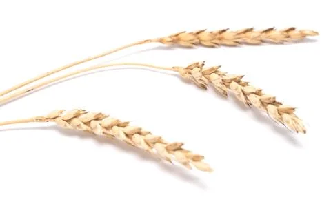 Wheat ears Stock Photos