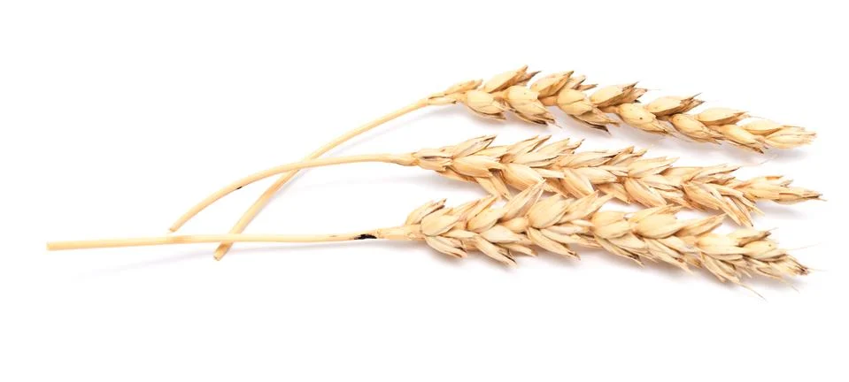 Wheat ears Stock Photos