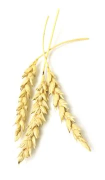 Wheat ears Stock Photos