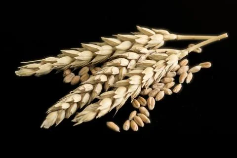 Wheat ears Stock Photos