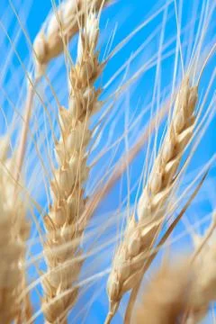 The wheat ears Stock Photos