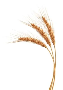 Wheat ears Stock Photos