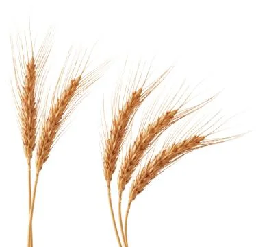 Wheat ears Stock Photos