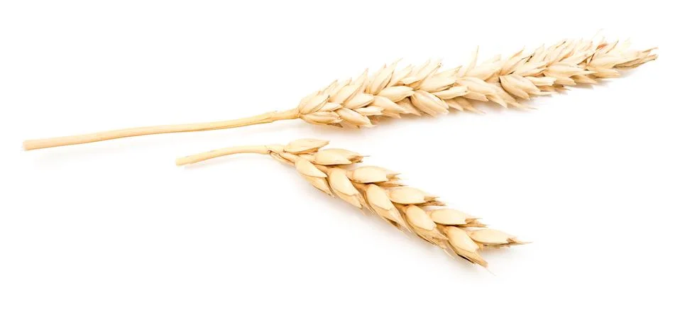 Wheat ears Stock Photos