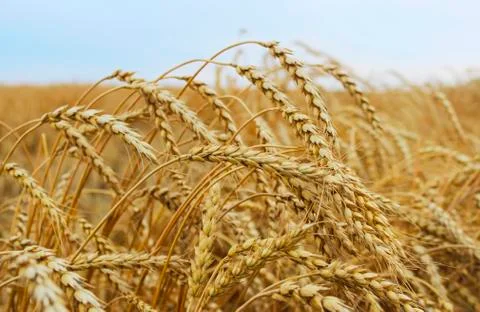 Wheat ears Stock Photos