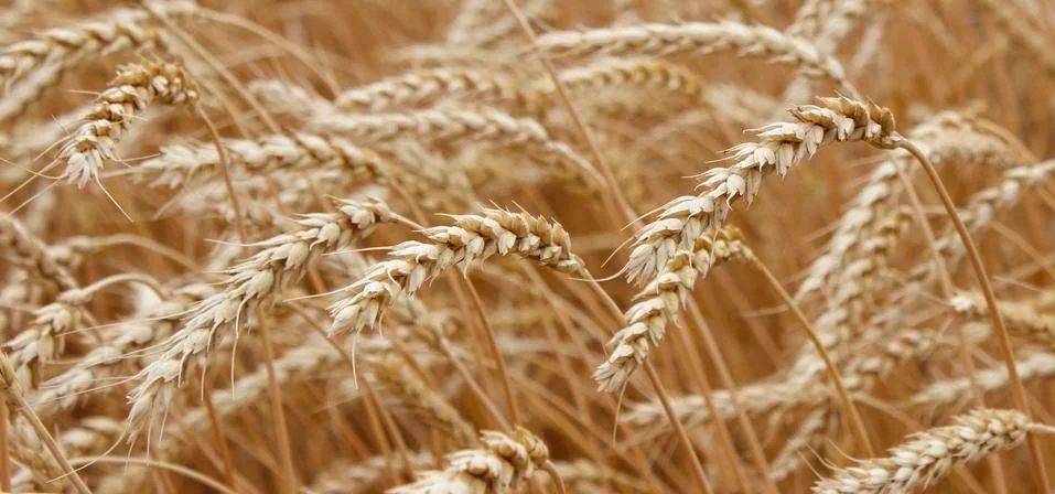 Wheat ears Stock Photos