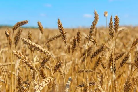 Wheat ears Stock Photos