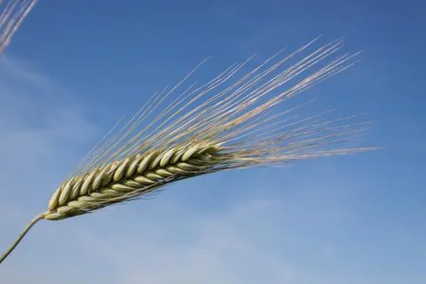 Wheat ears Stock Photos