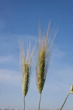 Wheat ears Stock Photos