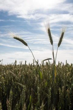 Wheat ears Stock Photos