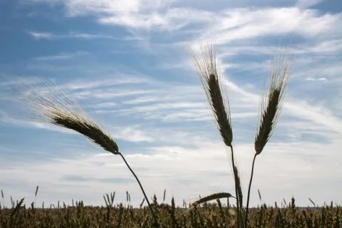 Wheat ears Stock Photos