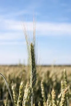 Wheat ears Stock Photos