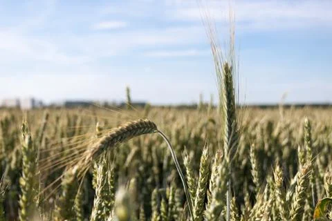 Wheat ears Stock Photos
