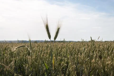Wheat ears Stock Photos