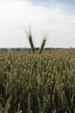 Wheat ears Stock Photos