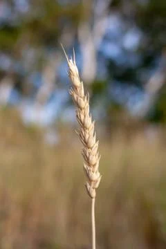 Wheat ears Stock Photos