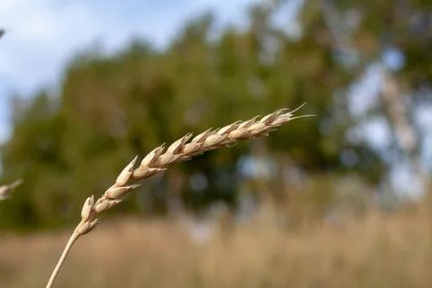 Wheat ears Stock Photos