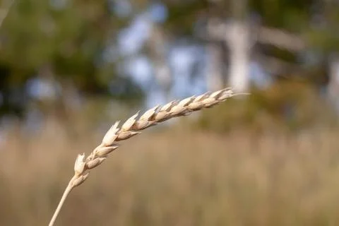 Wheat ears Stock Photos