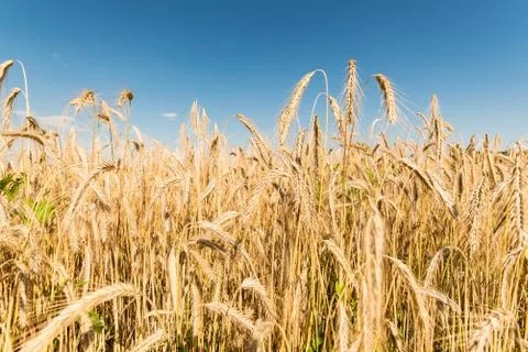 Wheat ears Stock Photos