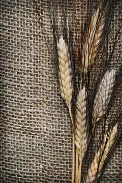 Wheat ears Stock-Fotos