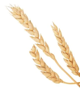 Wheat ears Stock Photos