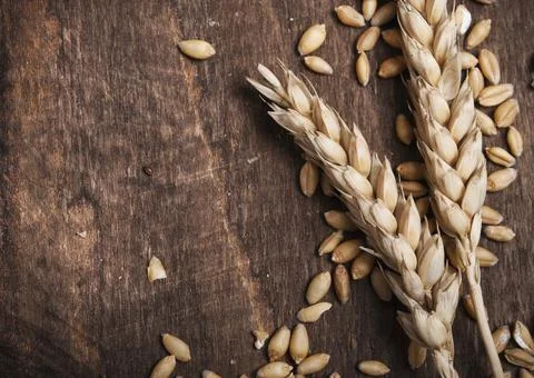 Wheat ears Foto stock