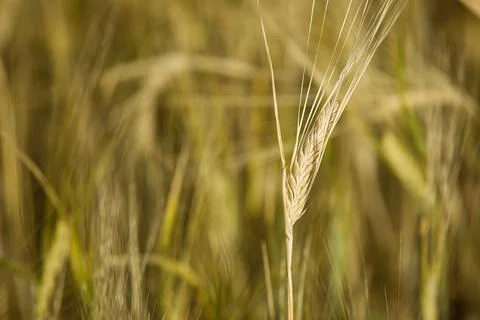 Wheat ears Stock Photos