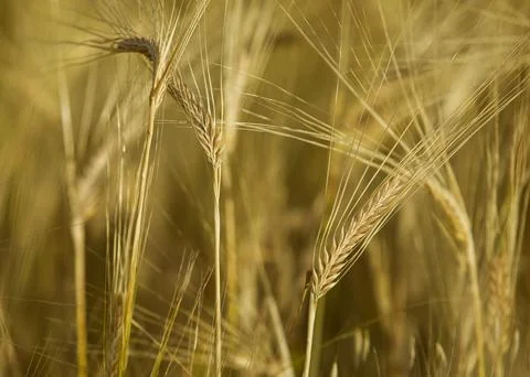 Wheat ears Stock Photos