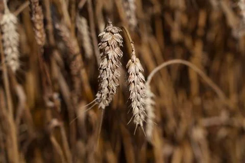 Wheat ears 写真素材