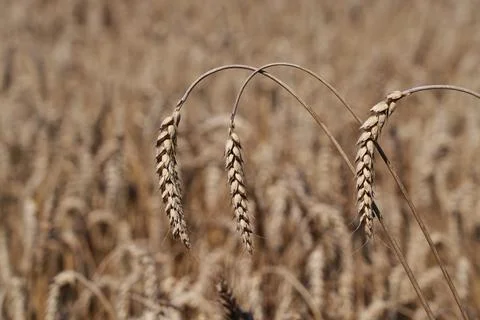 Wheat ears Fotos Stock