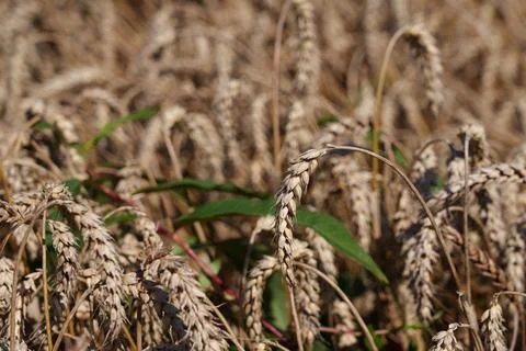 Wheat ears Fotos Stock