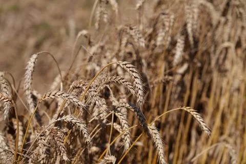 Wheat ears Stock Photos