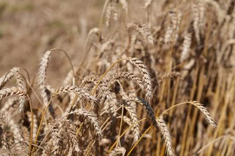 Wheat ears Fotos Stock